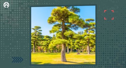 Pino Japonés: El árbol que está verde todo el año y no daña estructuras