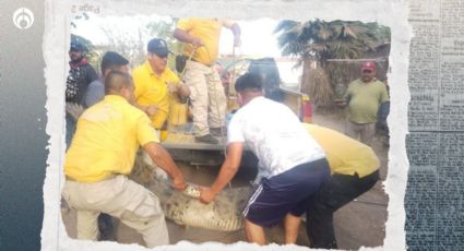 Caimán de 3.5 metros sorprende a vecinos de Navolato, Sinaloa; ya fue capturado