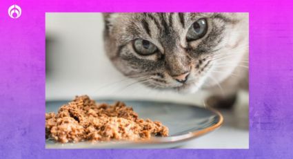 3 recetas de veterinario para preparar alimento húmedo para gato en casa y ahorrarte un dineral