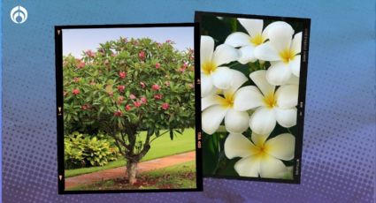 El árbol pequeño para tu banqueta: crece 8M y llenará tu acera de hermosas flores