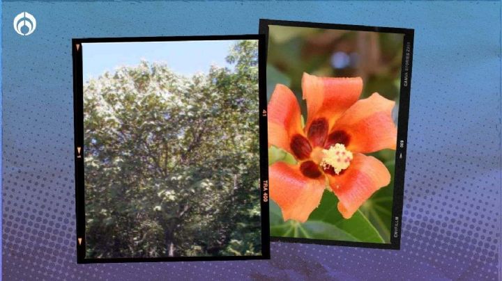 Árbol arcoíris: ¿cómo plantarlo en casa y tener flores que cambian de color en el día?