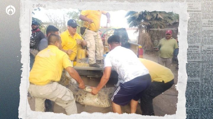 Caimán de 3.5 metros sorprende a vecinos de Navolato, Sinaloa; ya fue capturado