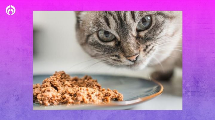 3 recetas de veterinario para preparar alimento húmedo para gato en casa y ahorrarte un dineral