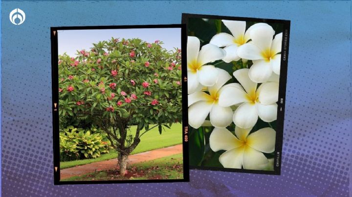 El árbol pequeño para tu banqueta: crece 8M y llenará tu acera de hermosas flores