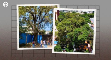 (Fotos) Eugenio: Este es el árbol que ya es patrimonio cultural de CDMX y derrotó a las inmobiliarias