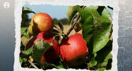 ¿Cuál es el árbol que da frutas más rápido? Es bellísimo