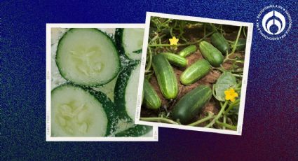 La forma fácil de sembrar pepino en tu casa o jardín y el secreto para que crezcan grandes