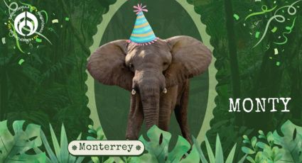 Felices 18 'Monty': así de grande festejó el primer elefante nacido en cautiverio de Latinoamérica