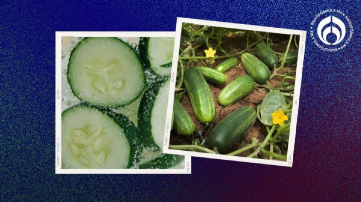 La forma fácil de sembrar pepino en tu casa o jardín y el secreto para que crezcan grandes