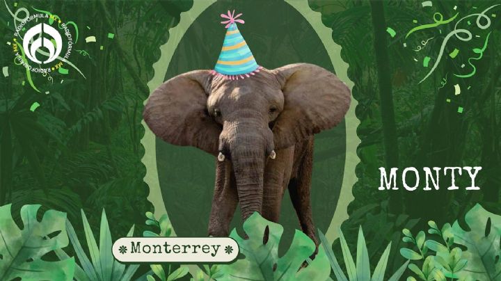 Felices 18 'Monty': así de grande festejó el primer elefante nacido en cautiverio de Latinoamérica