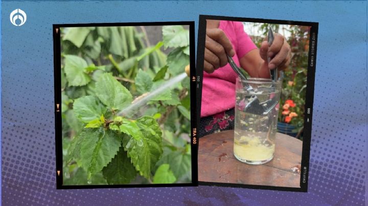 La potente mezcla con ajo que te ayudará a eliminar hongos y plagas de tus plantas