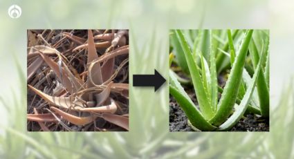 Tip de jardineros para revivir tu aloe vera o sábila y que se llene de frondosas hojas