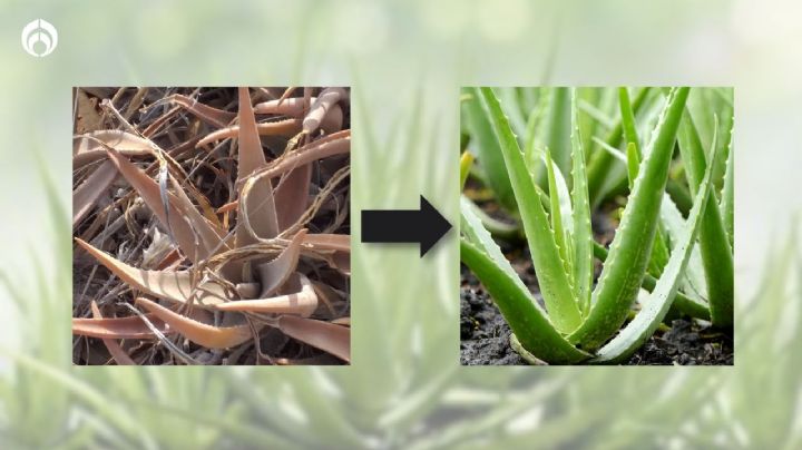 Tip de jardineros para revivir tu aloe vera o sábila y que se llene de frondosas hojas