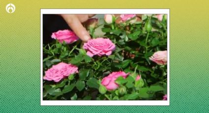 Truco de jardineros expertos para tener mini rosas perfectas y llenas de color dentro de la casa