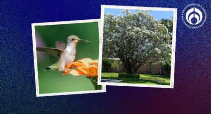 El árbol para tu banqueta que atrae colibríes, aguanta sequías y da mucha sombra