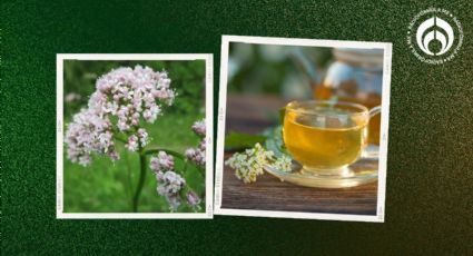 El secreto para plantar valeriana fácil y rápido en tu casa; ideal para la ansiedad e insomnio