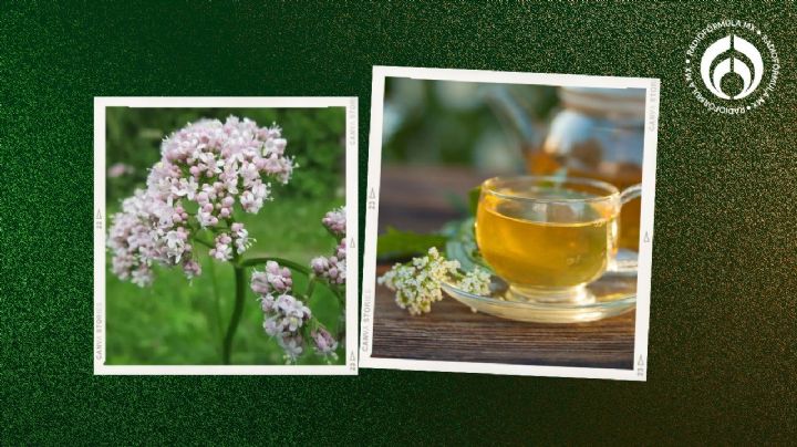 El secreto para plantar valeriana fácil y rápido en tu casa; ideal para la ansiedad e insomnio