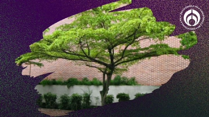 El árbol noble con las banquetas: conserva sus hojas todo el año, da sombra y es fácil de conseguir