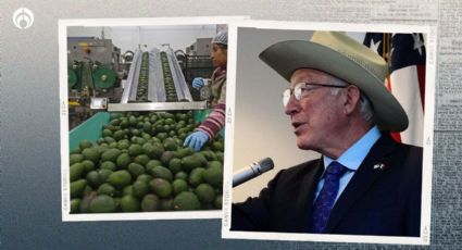 Crisis del aguacate con EU: 'inspecciones se reanudarán hasta que haya seguridad', dice embajador