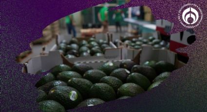 Aguacate michoacano: Ramírez Bedolla confía en que en 'unas horas' se reanude exportación a EU