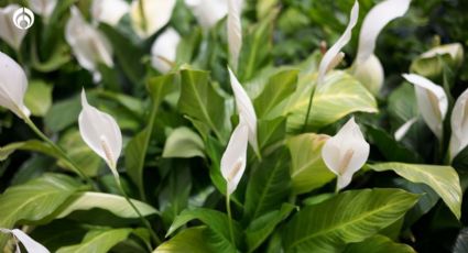 El mejor lugar de tu hogar para colocar la Cuna de Moisés, ¡se llenará de flores!