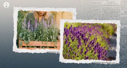 Cómo revivir una lavanda: los trucazos de los jardineros para que vuelva a florecer