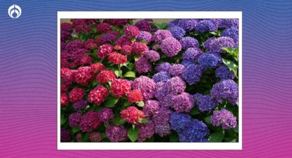 Trucazo de jardineros para revivir hortensias y tener enormes ramos coloridos en tu jardín