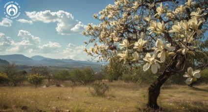 El precioso árbol nativo mexicano que da buena sombra, reduce el calor y tiene bellas flores