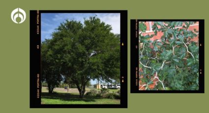 El árbol que crece rápido, no daña las banquetas y puedes sembrar en tu patio