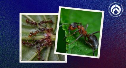 3 ingredientes naturales para repeler a las hormigas y que no se coman tus plantas