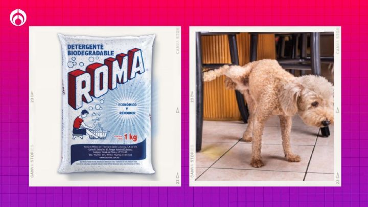 Tip de expertos en limpieza con jabón Roma para limpiar la pipí los perros y evitar malos olores