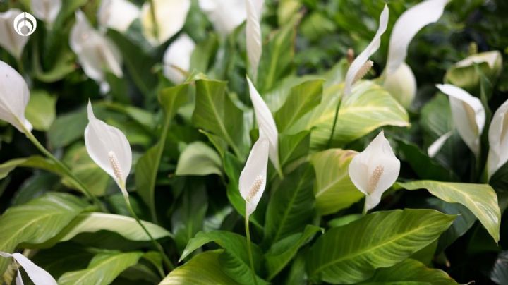 El mejor lugar de tu hogar para colocar la Cuna de Moisés, ¡se llenará de flores!