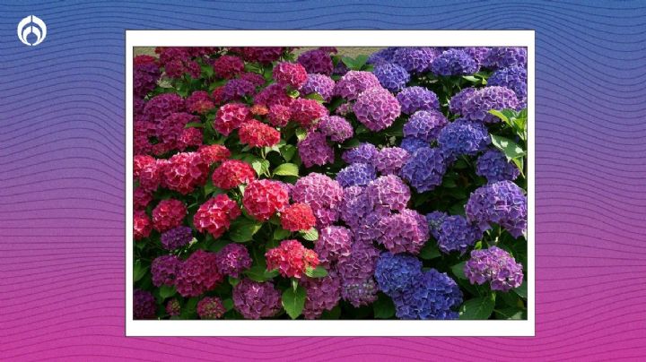 Trucazo de jardineros para revivir hortensias y tener enormes ramos coloridos en tu jardín