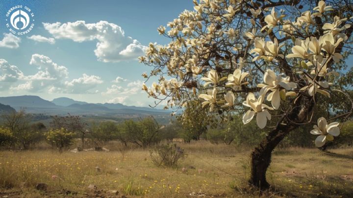 El precioso árbol nativo mexicano que da buena sombra, reduce el calor y tiene bellas flores