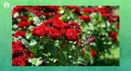 Tu jardín se llenará de hermosas rosas si sigues estos sencillos consejos de jardineros expertos