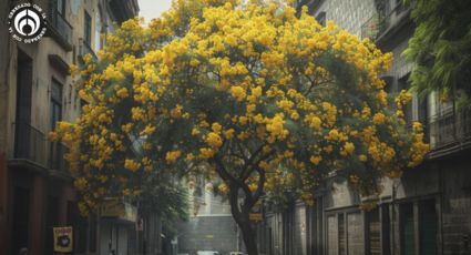 El árbol perfecto para jardines y banquetas; crece hasta 4 metros y tiene lindas flores amarillas