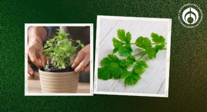 Truco para cultivar cilantro en un espacio pequeño si no tienes jardín; crecerá grande y fresco