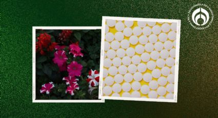 Las pastillas fáciles de conseguir en la farmacia para que tus plantas den flores más rápido