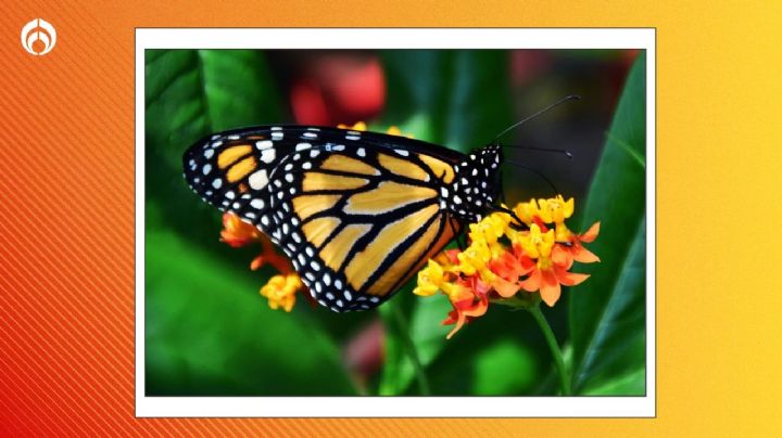 La hermosa y colorida planta que debes tener en tu jardín para que se llene de mariposas Monarca