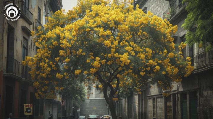 El árbol perfecto para jardines y banquetas; crece hasta 4 metros y tiene lindas flores amarillas