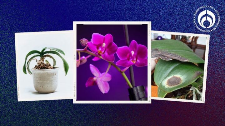 El truco con jengibre para mantener a tus orquídeas sin hongos y plagas
