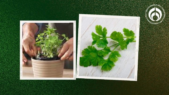 Truco para cultivar cilantro en un espacio pequeño si no tienes jardín; crecerá grande y fresco