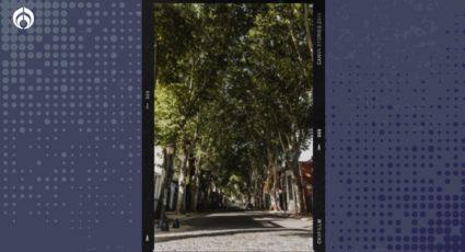 El árbol nativo de México que puedes sembrar afuera de tu casa para dar sombra y compartir el calor