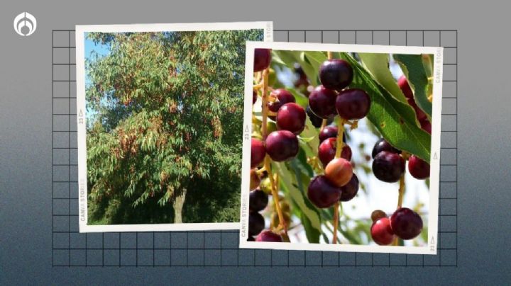 Árbol de capulín: ¿Qué hacer para que dé frutos y crezca más rápido?