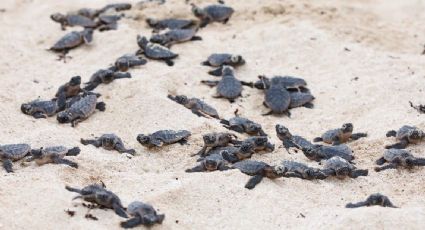 Certificaciones ambientales: la esperanza para la conservación de tortugas marinas en el Caribe