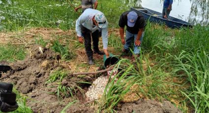 Mortandad de peces en lago artificial de Veracruz: no fue por contaminación; biologo nos explica