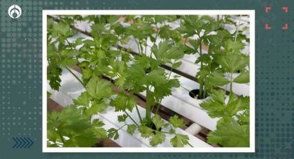 Cómo cultivar cilantro en agua: la forma correcta, fácil y barata