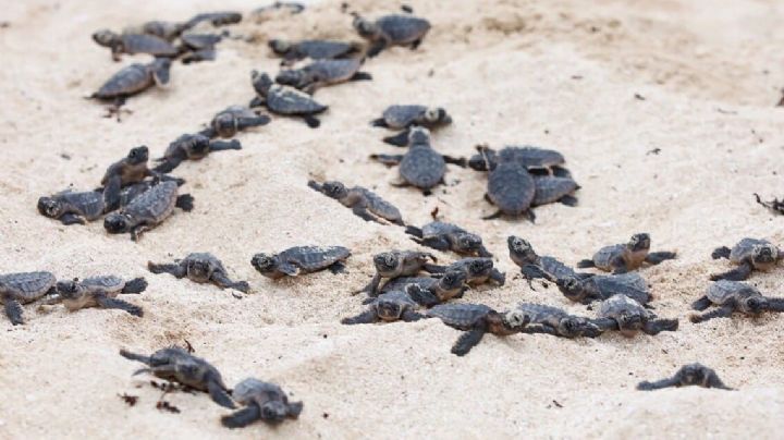 Certificaciones ambientales: la esperanza para la conservación de tortugas marinas en el Caribe