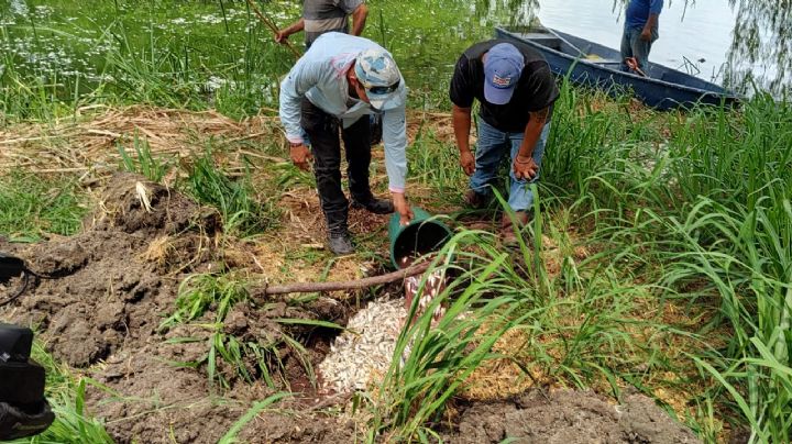 Mortandad de peces en lago artificial de Veracruz: no fue por contaminación; biologo nos explica