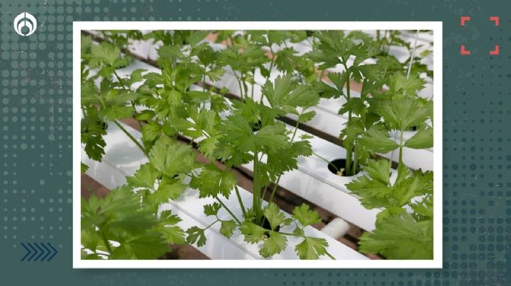 Cómo cultivar cilantro en agua: la forma correcta, fácil y barata